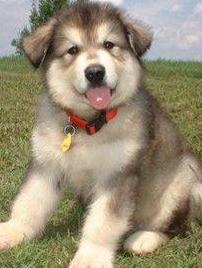 malamute dog