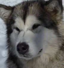 alaskan dog