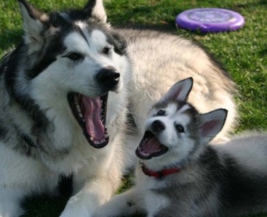 cute malamute dogs