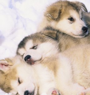 malamute dog picture