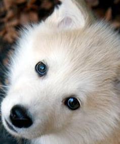 white malamute dog