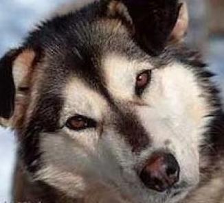 alaskan malamute husky