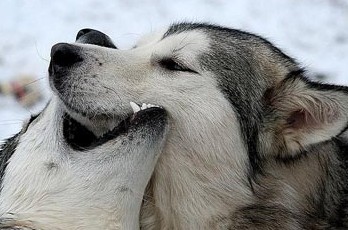 malamute husky