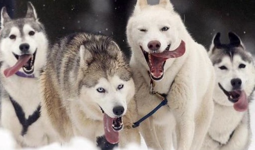 alaskan malamute sled dog