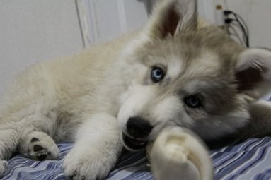 alaskan malamute