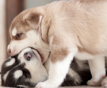 cute alaskan malamute huskies