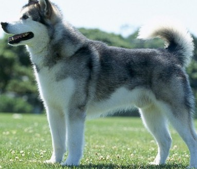 malamute husky dog