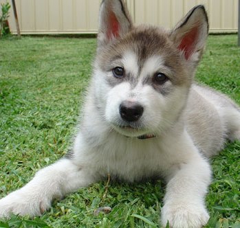 malamute puppy