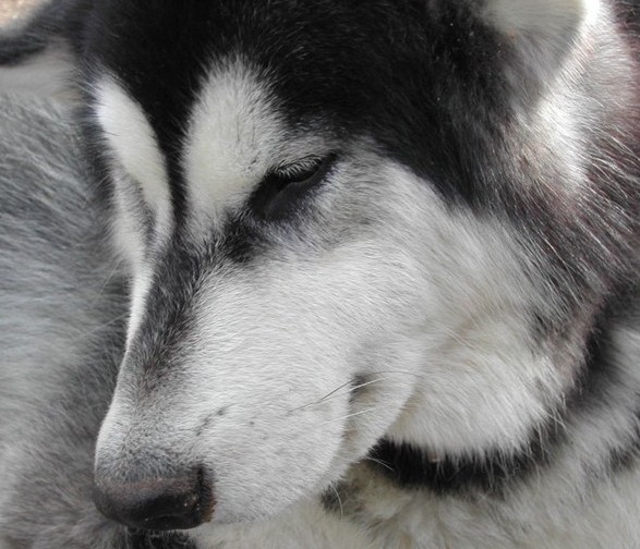 malamute photo