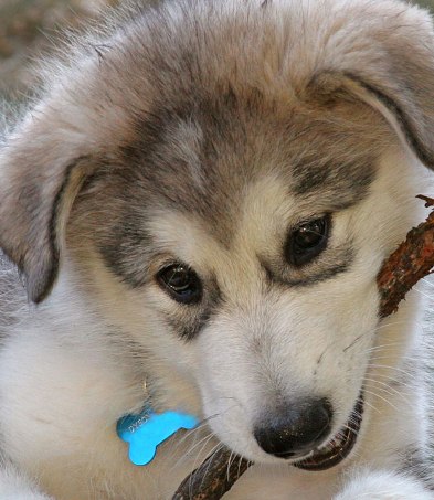 malamute puppy image