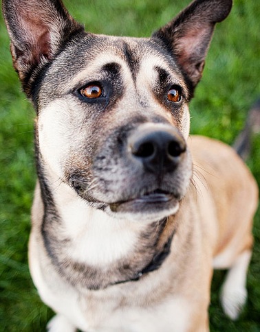 alaskan malamute mix dog