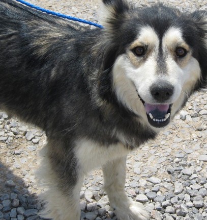 alaskan malamute mix