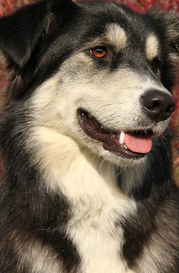 malamute mix