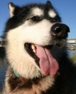 alaskan malamute siberian mix