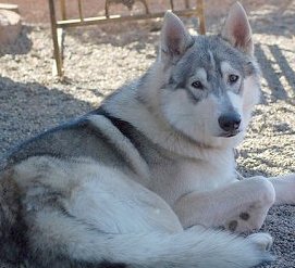 alaskan malamute