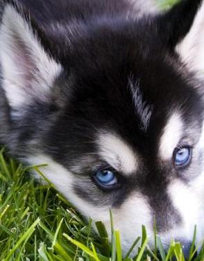 malamute mix puppy