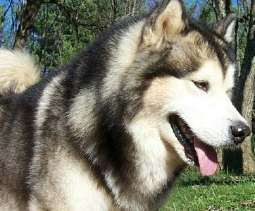 alaskan malamute photo