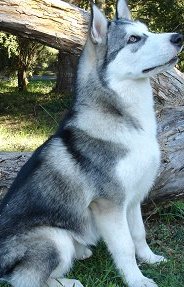 alaskan malamute photos