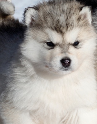 alaskan malamute puppy photo