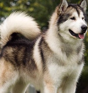 alaskan malamute