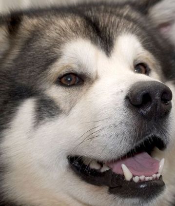 siberian malamute photo