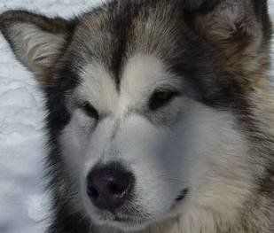 alaskan malamute picture