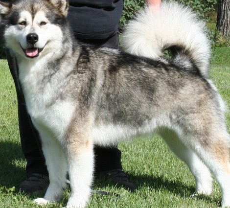 alaskan malamute pictures