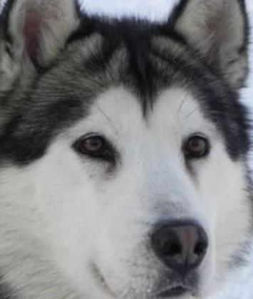 alaskan malamute puppy picture