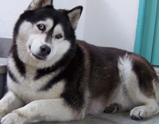 black malamute dog