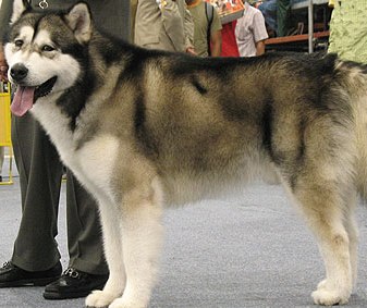 cute alaskan malamute picture