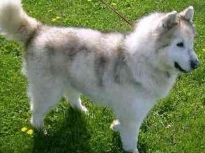 grey malamute picture