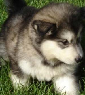 malamute puppy picture