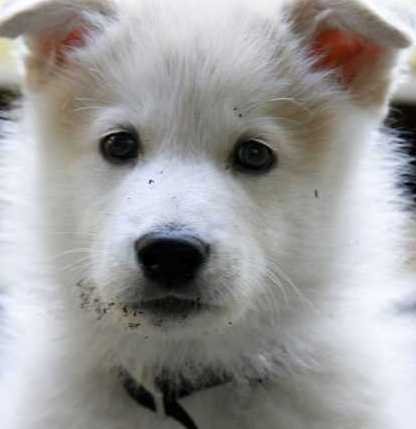 white alaskan malamute picture