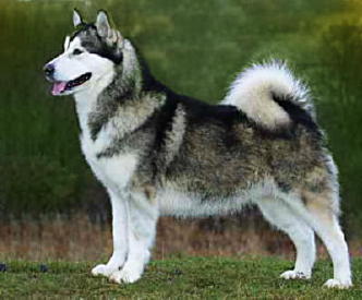 alaskan malamute dog