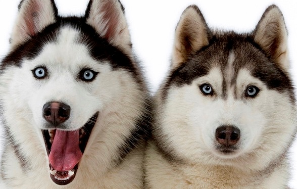 Alaskan Siberian Huskies Wallpaper