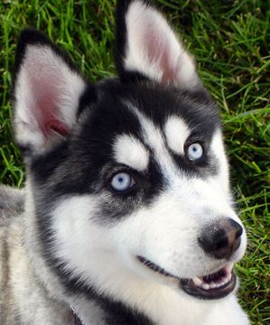 alaskan siberian huskies