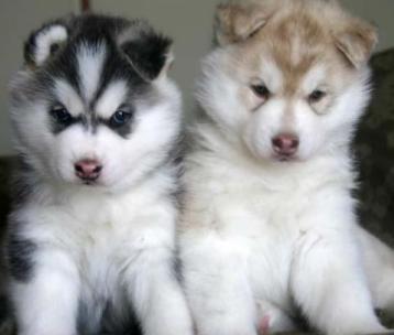 alaskan siberian husky puppies