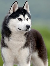 alaskan siberian husky