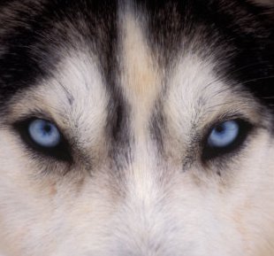 blue eyed alaskan siberian husky