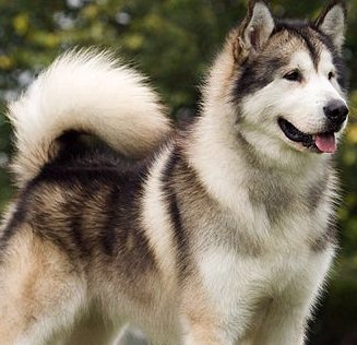 grey alaskan siberian husky