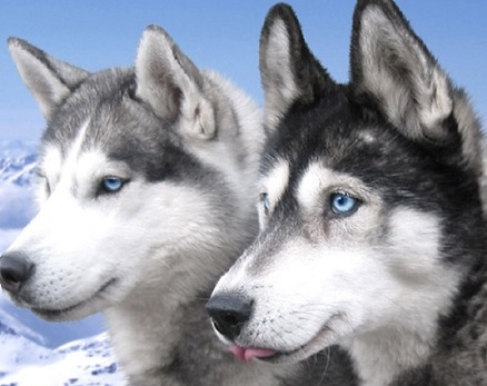 huskies