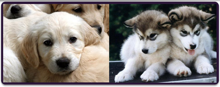 Puppy for sale