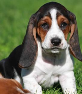 basset hound image