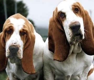 basset hound images