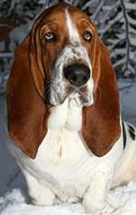 basset hound