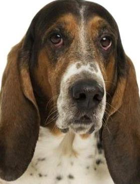 basset image