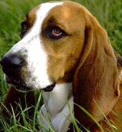 basset dog