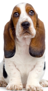 basset hound picture