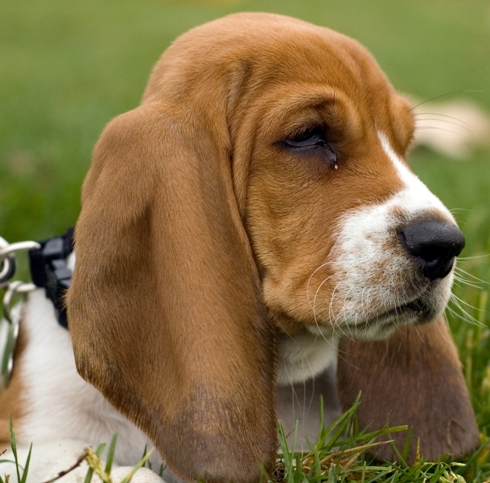 basset hound puppy image
