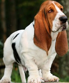 basset hound wallpaper